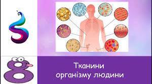 Тканини організму людини