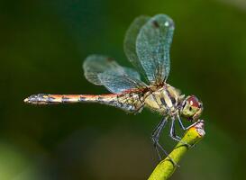 0500bdm6-63ed-273x200.jpg