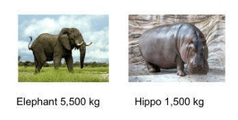 0500beak-bed1-347x175.png