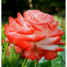 0500bgkb-eea2-225x225.png