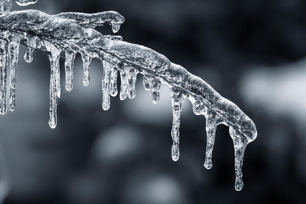 An icicle hanging from a branch Stock Photo 01 free download