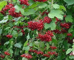 0500bshu-0147-250x202.jpg