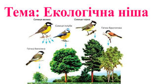 Екологічна ніша. Життєві форми рослин і тварин.