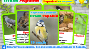 Птахи України. 25 видів - комплект реалістичних картин (перелітні та зимуючі птахи України) ЗДО, НУЩ, природне довкілля, жива природа