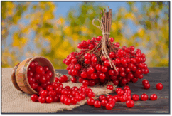 0500cg93-2786-242x163.png