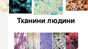 8 клас Тканини 