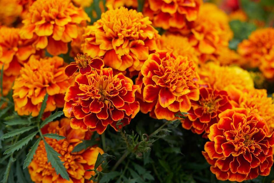 0500d0p3-c421-940x627.jpg