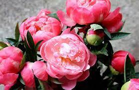 0500d0uv-3390-279x181.jpg