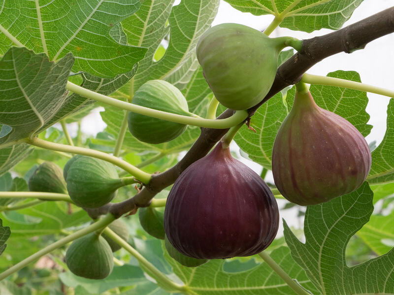 Як виростити інжир в Україні? Поради фахівця — SuperAgronom.com