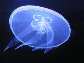 Aurelia (genus) - Alchetron, The Free Social Encyclopedia