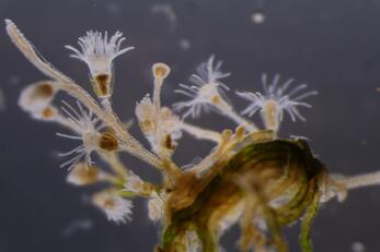 Laomedea flexuosa - Artsdatabanken