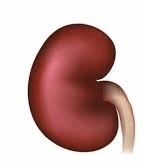 0500d8du-5656-143x165.png