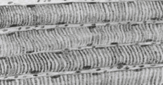 0500dazf-7979-236x123.png
