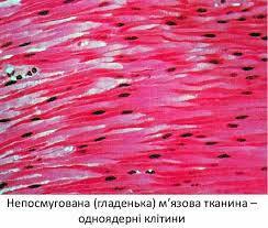 0500dni8-a4ef-244x207.jpg