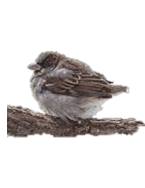 0500ds09-8f5a-145x188.png