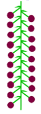 0500duuc-1d10-82x225.png