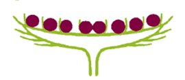 0500duvp-f443-270x117.png