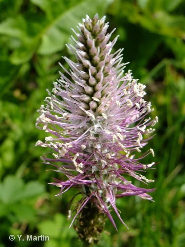 Plantago media L., 1753 - Plantain moyen-Description, detailed sheet