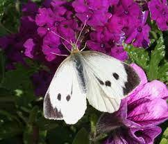 Білан капустяний (білянка капустяна Pieris brassicae L.). Опис та заходи боротьби | ІАС "Аграрії разом"
