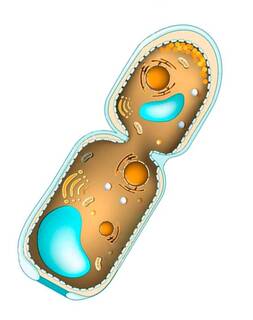 0500eq9r-ace9-253x320.jpg