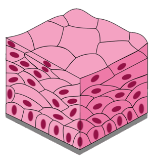 0500equ1-5106-305x324.png