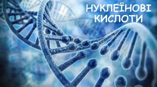 9 клас Нуклеїнові кислоти.