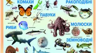 Різноманітність тварин