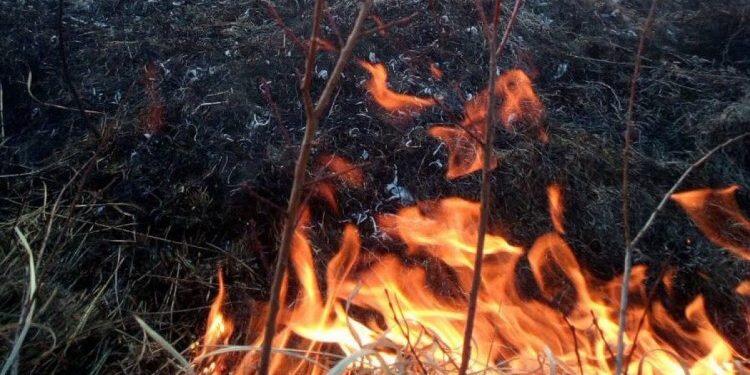 Випалювання трави знищує природу та шкодить вашому здоров'ю! - Українська природоохоронна група