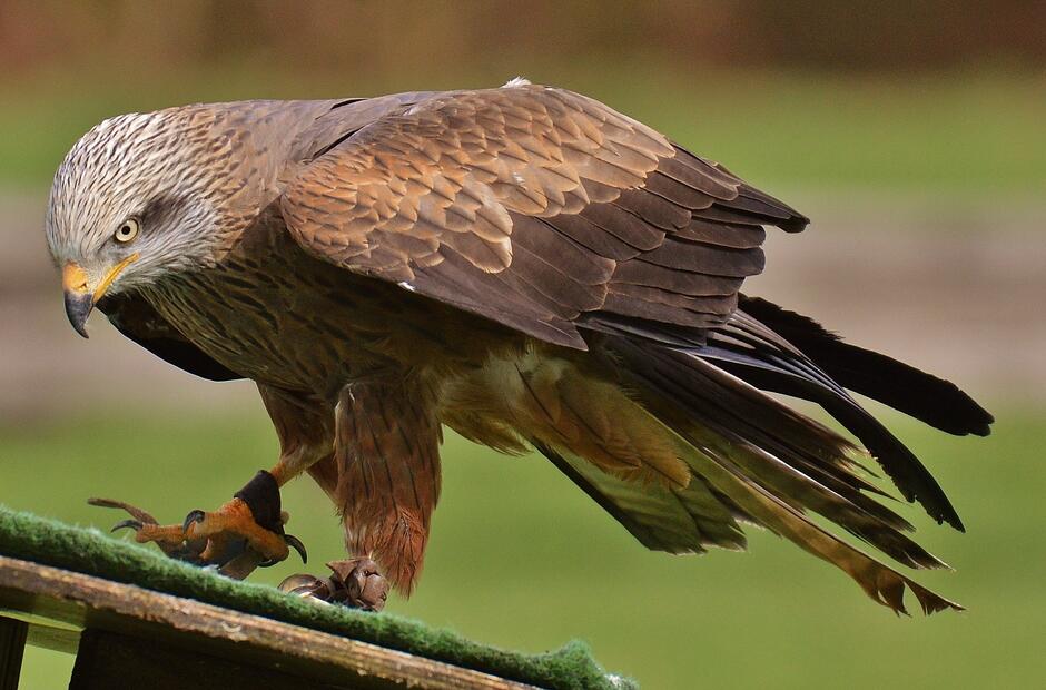 Шулика птица (34 фото) - красивые фото и картинки pofoto.club