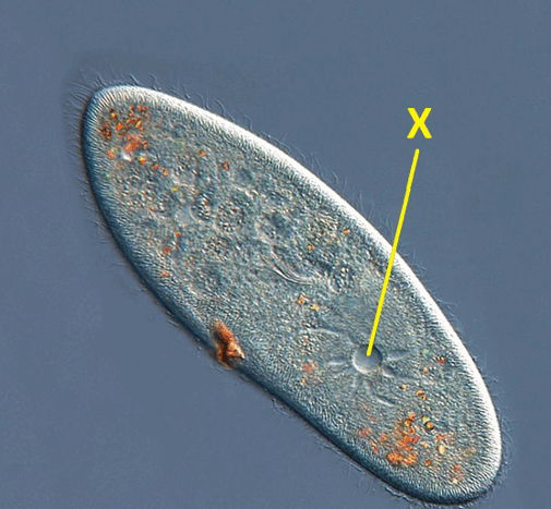 0500f405-b672-505x467.png