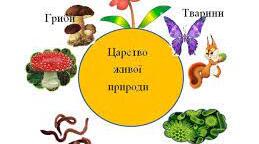 Різноманітність живих  організмів: Рослини, Тварини, Гриби, Бактерії. Обмін речовин та енергії.