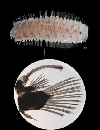 0500f6h7-eab2-321x418.png