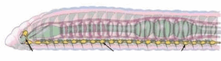 0500f7cs-b185-434x121.png