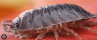 0500f7eo-488a-196x81.png