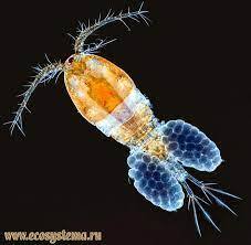 Циклопы - семейство Cyclopidae