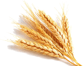 0500fizp-690f-282x224.png