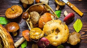 Всесвітній День грибників (World Mushroom Picking Day) святкують 3 жовтня. 
