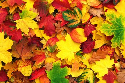 0500fllf-7308-440x292.jpg