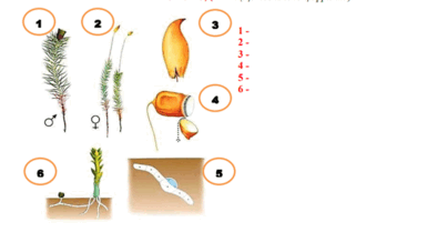 0500foze-db08-897x488.png