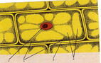 0500fq47-5522-142x89.jpg