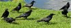 0500fuij-8640-188x72.png