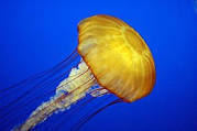 0500g2y6-0332-179x119.jpg
