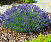 0500g4em-7d81-173x143.jpg