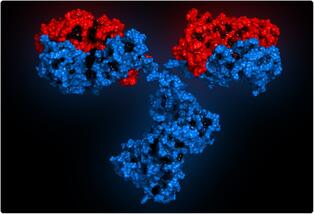 Reducing COVID-19 burden with monoclonal antibodies and vaccination