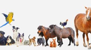 4 жовтня -Всесвітній день тварин, або World Animal Day.