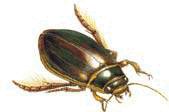 0500gn1o-699a-169x112.png