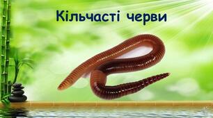 Тестові завдання з відповідями : Кільчасті черви