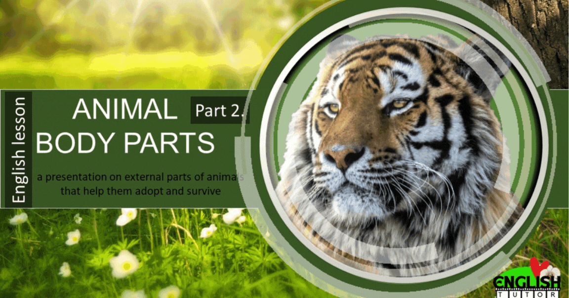 Animal Body Parts.№2.Частини тіла тварин. Definitions, pictures ...