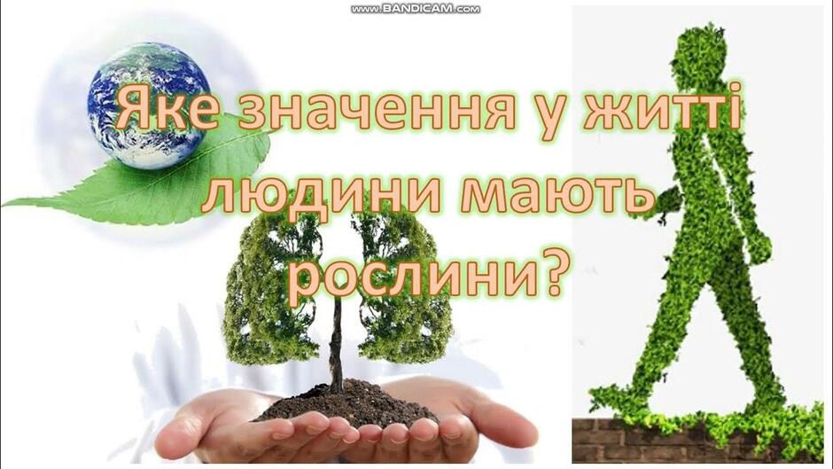 Яке значення в житті людей мають рослини? Я досліджую світ. 3 клас - YouTube
