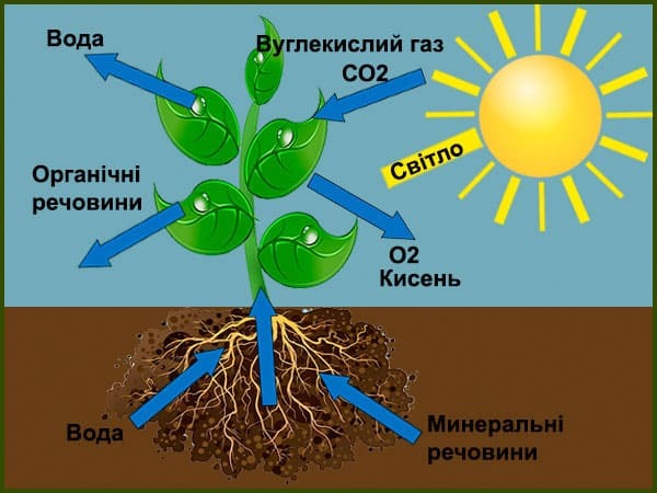 Навіщо потрібні рослини (користь рослин для Планети та людей)